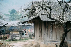 Plum Blossom Season in Phieng Canh: Finding Peace Amidst the White Blooms of Moc Chau - image 0