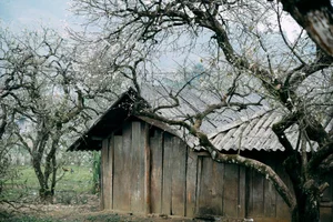 Plum Blossom Season in Phieng Canh: Finding Peace Amidst the White Blooms of Moc Chau - image 5