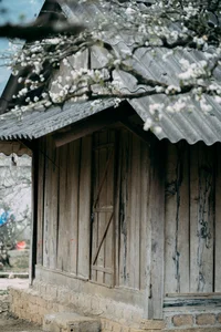 Plum Blossom Season in Phieng Canh: Finding Peace Amidst the White Blooms of Moc Chau - image 10
