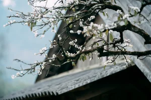 Plum Blossom Season in Phieng Canh: Finding Peace Amidst the White Blooms of Moc Chau - image 1
