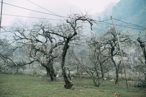 Plum Blossom Season in Phieng Canh: Finding Peace Amidst the White Blooms of Moc Chau - image 7
