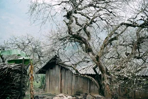 Plum Blossom Season in Phieng Canh: Finding Peace Amidst the White Blooms of Moc Chau - image 6