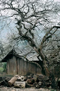 Plum Blossom Season in Phieng Canh: Finding Peace Amidst the White Blooms of Moc Chau - image 2