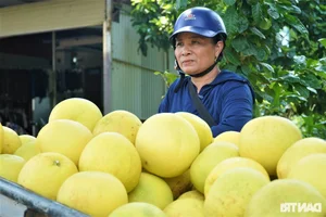 A Unique Marketplace: The Exclusive Fair Dedicated to 'The First Fruit' - image 8