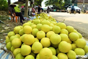 A Unique Marketplace: The Exclusive Fair Dedicated to 'The First Fruit' - image 7
