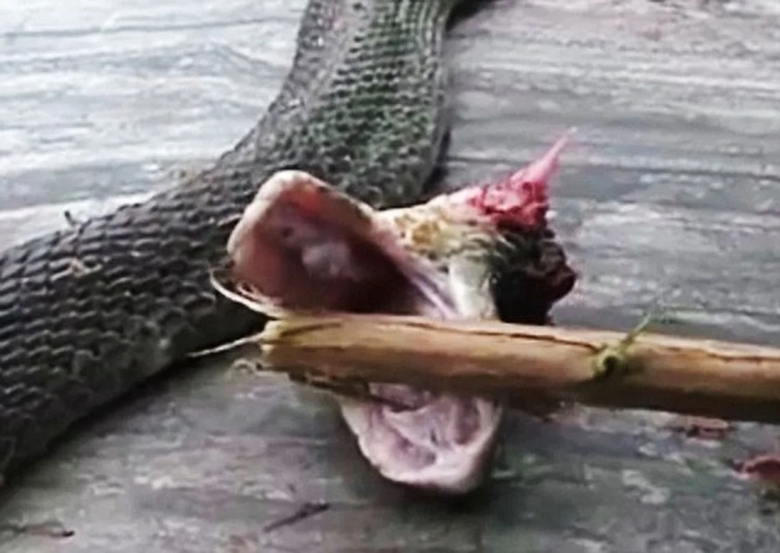 Fascinating and Surprising Secrets of the Snake Kingdom Revealed