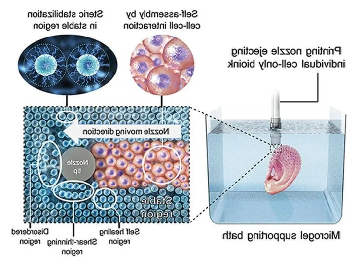 Exploring the Science and Future of 3D Bioprinting Technology