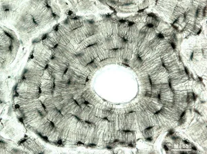 Exploring the Science and Future of 3D Bioprinting Technology - image 4