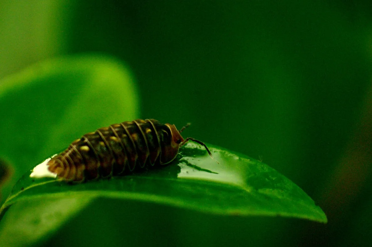 Bizarre and Exotic Insects Found in Cat Ba National Park