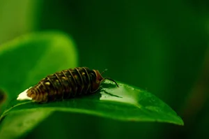Bizarre and Exotic Insects Found in Cat Ba National Park - image 0