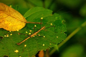 Bizarre and Exotic Insects Found in Cat Ba National Park - image 1