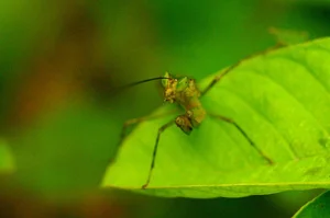 Bizarre and Exotic Insects Found in Cat Ba National Park - image 8