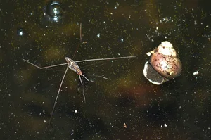 Bizarre and Exotic Insects Found in Cat Ba National Park - image 6