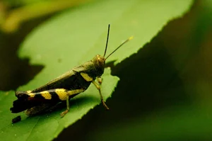 Bizarre and Exotic Insects Found in Cat Ba National Park - image 9