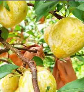 Exotic Chinese Plums at $18/kg Spark Buying Frenzy - image 4