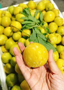 Exotic Chinese Plums at $18/kg Spark Buying Frenzy - image 9