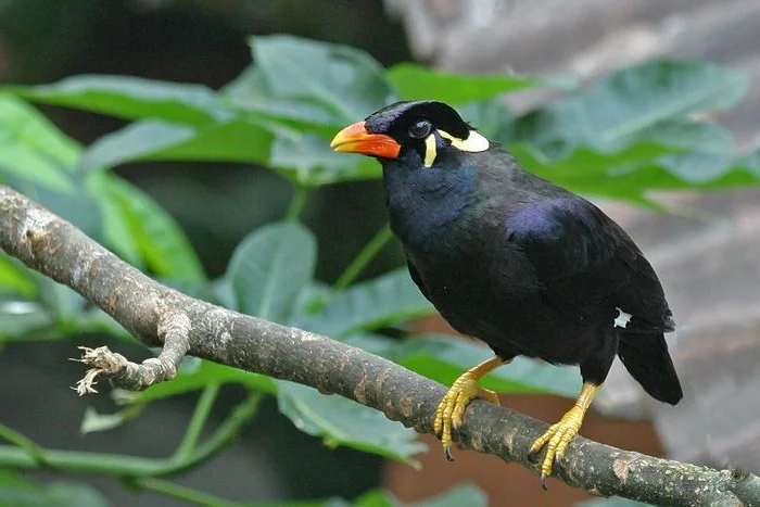 Meet the Incredible Talking Birds of Vietnam: Masters of Human Mimicry