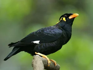 Meet the Incredible Talking Birds of Vietnam: Masters of Human Mimicry - image 8