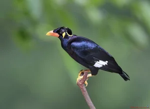 Meet the Incredible Talking Birds of Vietnam: Masters of Human Mimicry - image 5