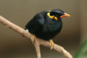 Meet the Incredible Talking Birds of Vietnam: Masters of Human Mimicry - image 2