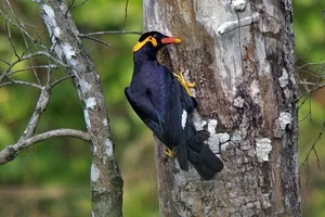 Meet the Incredible Talking Birds of Vietnam: Masters of Human Mimicry - image 3
