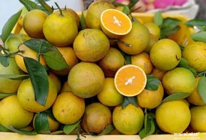 Top 7 Delicious Specialties from Hoa Binh Province Perfect for Gifts - image 4