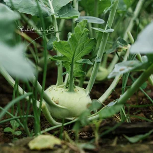 Leaving the City for the Garden: A Personal Journey to Slow Living and Clean Food - image 1