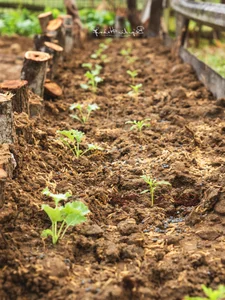 Leaving the City for the Garden: A Personal Journey to Slow Living and Clean Food - image 11