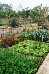 Leaving the City for the Garden: A Personal Journey to Slow Living and Clean Food - image 0
