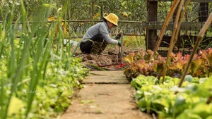 Leaving the City for the Garden: A Personal Journey to Slow Living and Clean Food - image 6