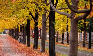 Prague in Early Autumn: Capturing the Golden Hues of the Czech Capital - image 7