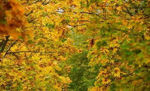 Prague in Early Autumn: Capturing the Golden Hues of the Czech Capital - image 1