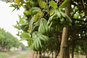 Northern Vietnam's Largest Buddha's Hand Fruit Farms After Typhoon Yagi - image 1