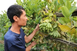 Northern Vietnam's Largest Buddha's Hand Fruit Farms After Typhoon Yagi - image 2