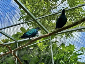 The Science of Pigeons: Why They Are Nature’s Most Exceptional Messengers - image 1
