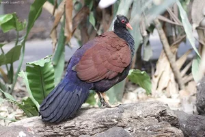 The Science of Pigeons: Why They Are Nature’s Most Exceptional Messengers - image 5