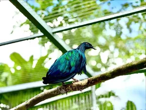 The Science of Pigeons: Why They Are Nature’s Most Exceptional Messengers - image 4