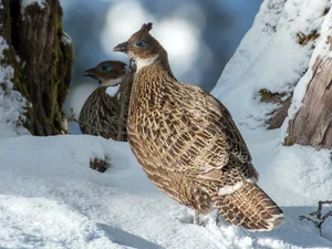 Discover the Himalayan Monal: The Most Beautiful Bird of the Himalayas - image 10