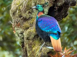 Discover the Himalayan Monal: The Most Beautiful Bird of the Himalayas - image 7
