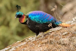 Discover the Himalayan Monal: The Most Beautiful Bird of the Himalayas - image 0