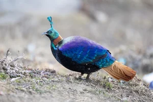 Discover the Himalayan Monal: The Most Beautiful Bird of the Himalayas - image 1