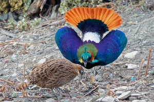 Discover the Himalayan Monal: The Most Beautiful Bird of the Himalayas - image 3