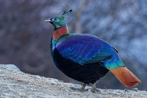Discover the Himalayan Monal: The Most Beautiful Bird of the Himalayas - image 5