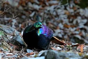 Discover the Himalayan Monal: The Most Beautiful Bird of the Himalayas - image 6