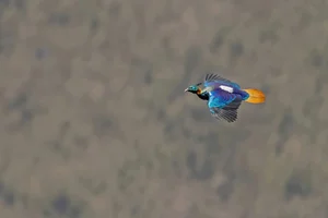 Discover the Himalayan Monal: The Most Beautiful Bird of the Himalayas - image 2