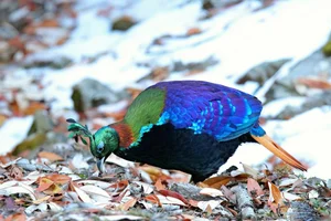 Discover the Himalayan Monal: The Most Beautiful Bird of the Himalayas - image 8