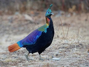 Discover the Himalayan Monal: The Most Beautiful Bird of the Himalayas - image 9