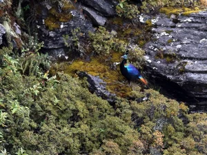Discover the Himalayan Monal: The Most Beautiful Bird of the Himalayas - image 4