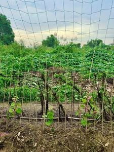A Lush Oasis: Exploring the Stunning Vegetable Garden Inside Doan Di Bang’s Luxury Villa - image 7
