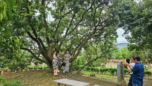 Thanh Ha Lychees: The Royal Fruit and Premium Export Specialty - image 3